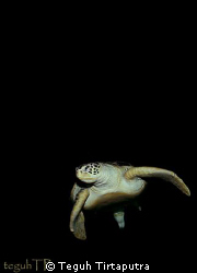 A sea turtle...Canon EOS 400D with a Tokina 10-177mm wide... by Teguh Tirtaputra 
